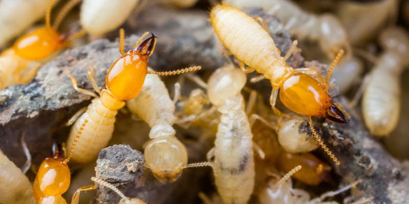 Six Things You Need to Do While Termite Control in York Pa