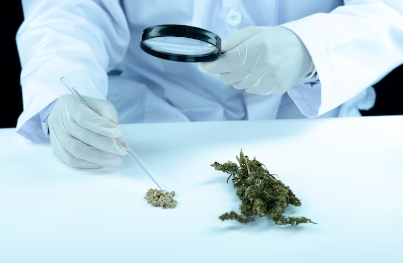 virginia medical marijuana card
