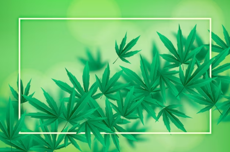Navigating The Process: How To Get Acannabis Card Cape Coral?