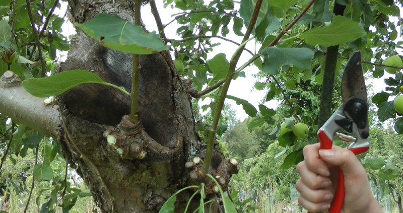 tree pruning service