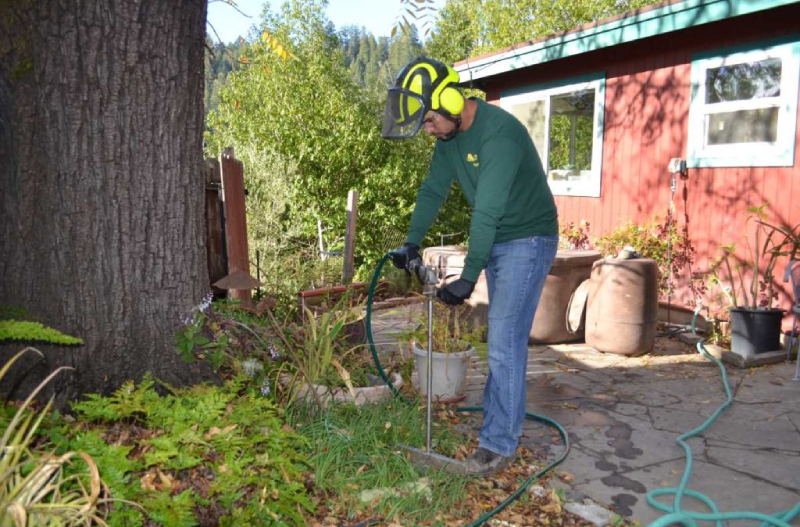 tree pruning service
