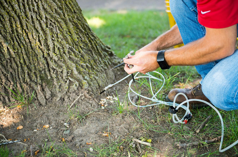 Why Is Deep Root Tree Fertilization Important For Tree Health?
