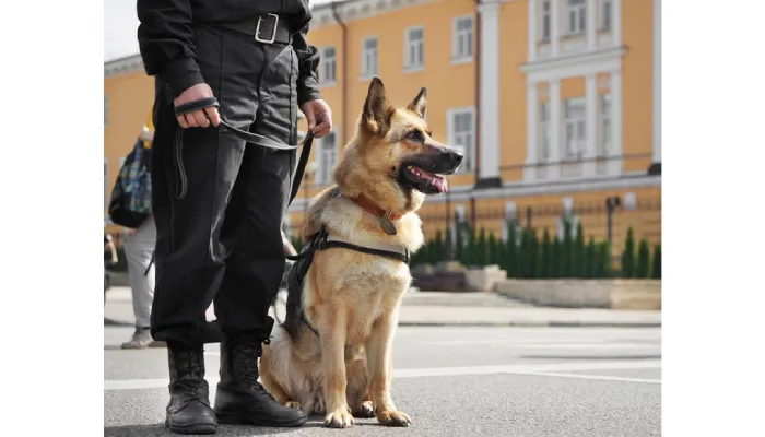 Expert Witness Testimony on Police K9 Tracking Evidence